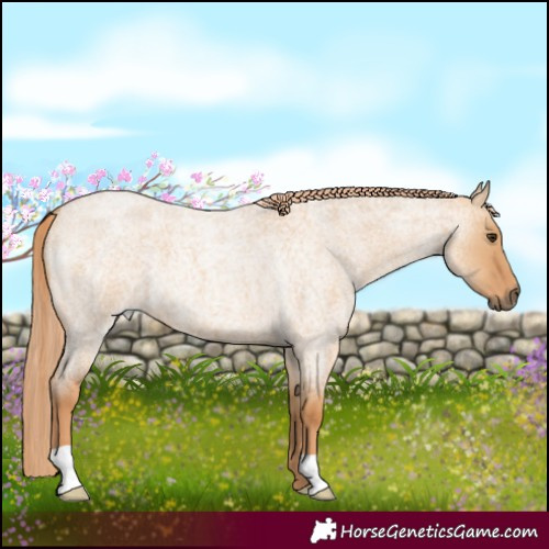 Horse Color:Red Dun Roan