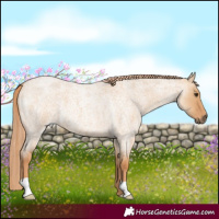 Horse Color:Red Dun Roan 