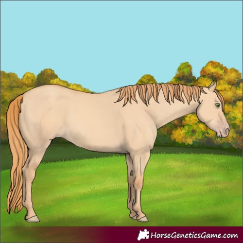 Horse Color:Gold Champagne Dun Rabicano 