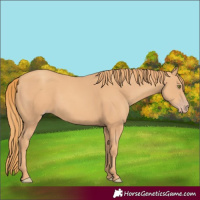 Horse Color:Gold Champagne Rabicano