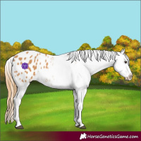 Horse Color:Chestnut Tobiano Appaloosa 