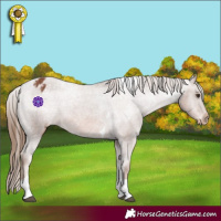 Horse Color:Chestnut Tobiano Varnish 