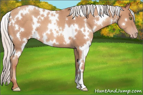 Horse Color:White Spotted Silver Sable Champagne