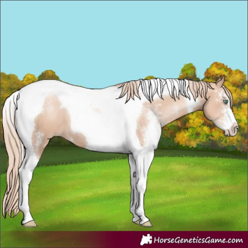 Horse Color:Gold Champagne Pearl Sabino Tobiano 