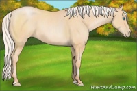 Horse Color:Silver Buckskin Pearl 