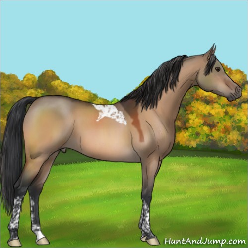 Horse Color:Brown Dun Tobiano 