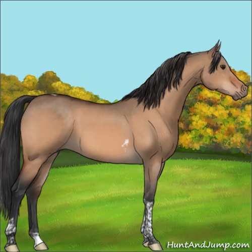 Horse Color:Brown Dun Tobiano 