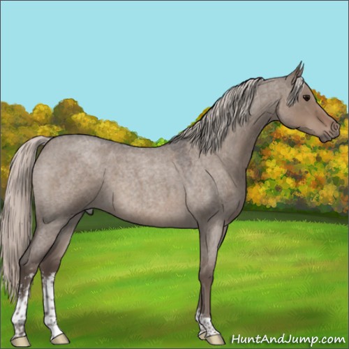 Horse Color:Silver Grullo Roan Sabino 