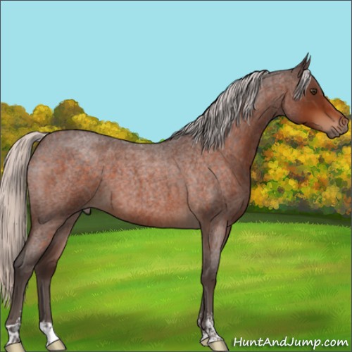 Horse Color:Silver Brown Roan Sabino 