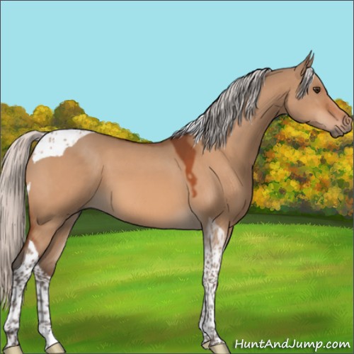 Horse Color:Silver Brown Dun Sabino Tobiano 
