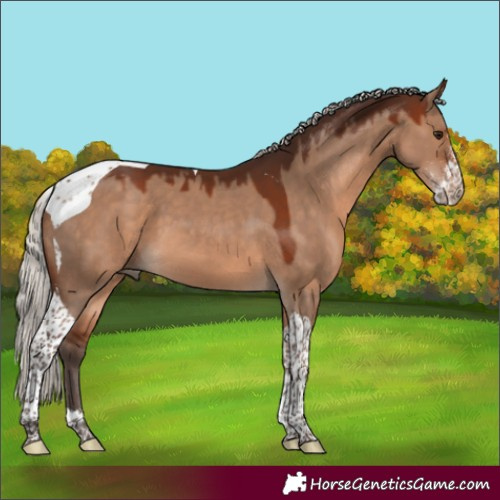 Horse Color:Silver Brown Dun Sabino Tobiano