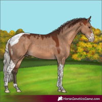 Horse Color:Silver Brown Dun Sabino Tobiano 