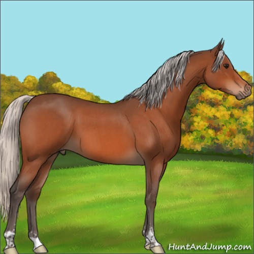 Horse Color:Silver Bay Roan Sabino 