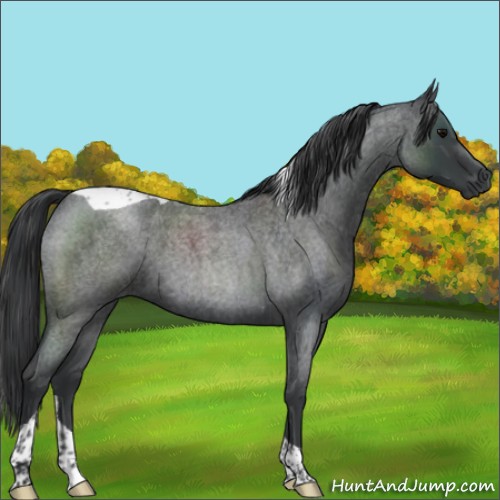 Horse Color:Blue Roan Tobiano 