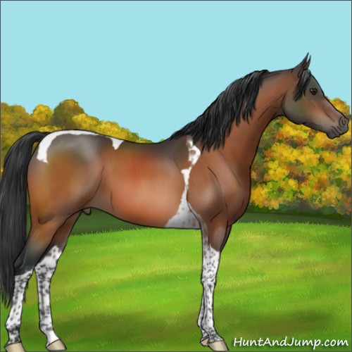 Horse Color:Brown Sabino Tobiano 