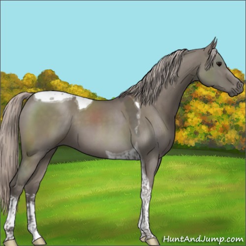 Horse Color:Silver Grullo Sabino Tobiano 