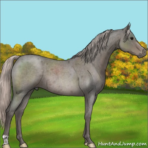 Horse Color:Silver Blue Roan 
