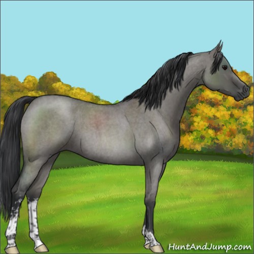 Horse Color:Grullo Roan Sabino 