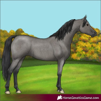 Horse Color:Grullo Roan 