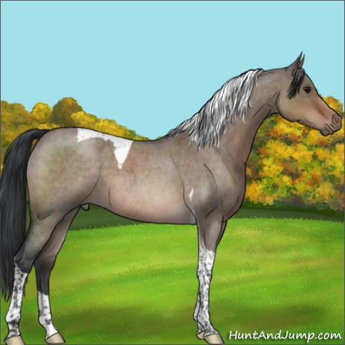 Horse Color:Brown Roan Dun Tobiano 