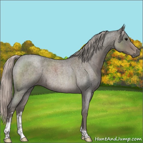 Horse Color:Silver Blue Roan Sabino 