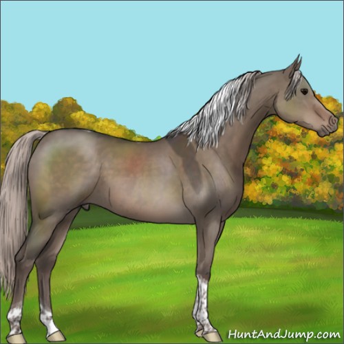 Horse Color:Silver Grullo Sabino Tobiano 