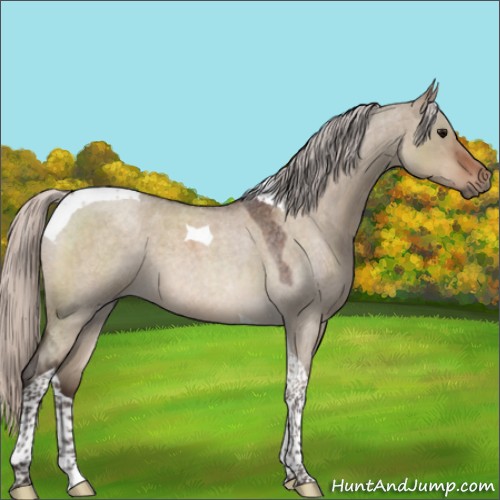 Horse Color:Silver Brown Roan Dun Tobiano 