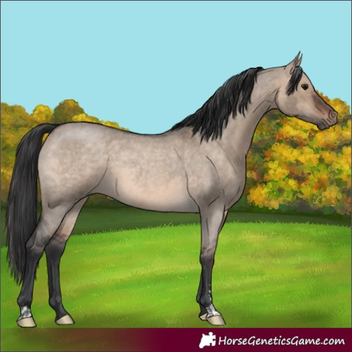 Horse Color:Brown Roan Dun Sabino
