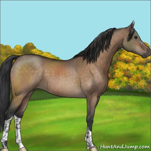 Horse Color:Brown Dun Sabino Tobiano 