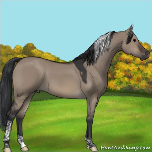 Horse Color:Brown Dun Tobiano 