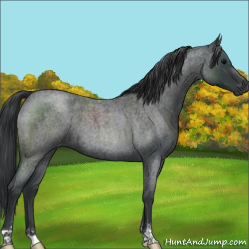 Horse Color:Blue Roan Sabino 