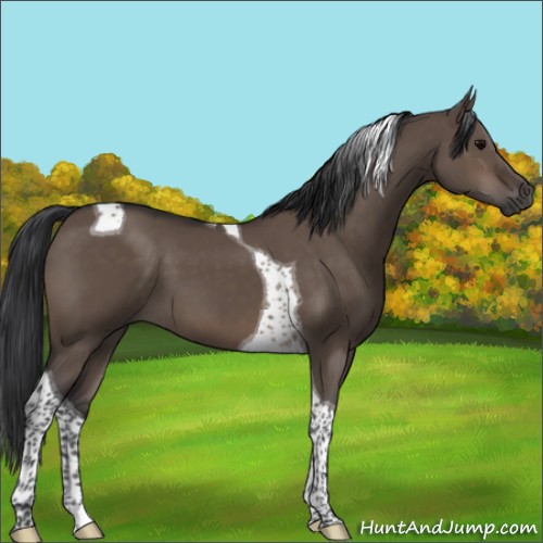 Horse Color:Brown Dun Sabino Tobiano 