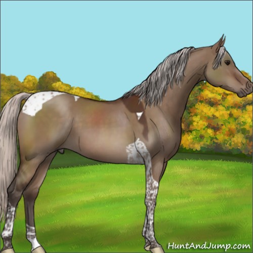 Horse Color:Silver Brown Dun Tobiano 