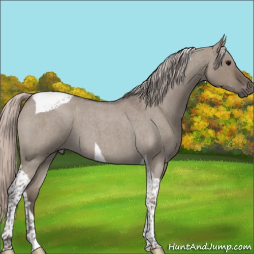 Horse Color:Silver Grullo Roan Tobiano 