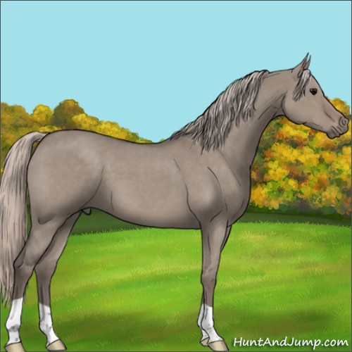 Horse Color:Silver Grullo Roan 