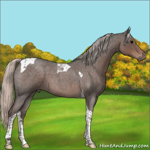 Horse Color:Silver Blue Roan Tobiano 
