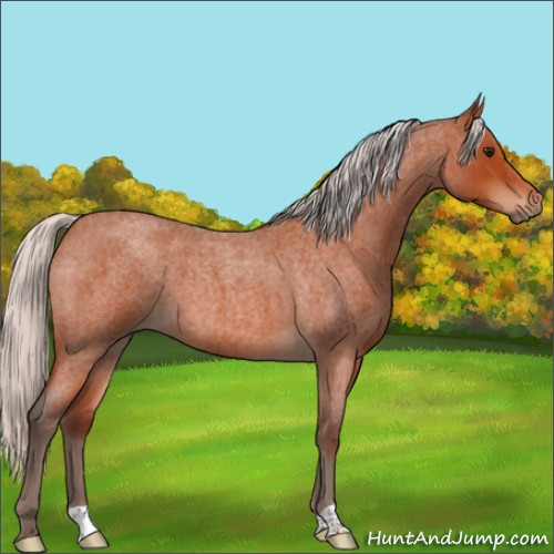Horse Color:Silver Bay Roan 