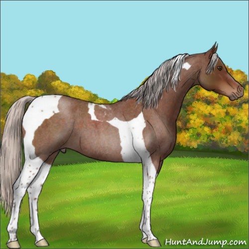 Horse Color:Silver Brown Roan Tobiano 