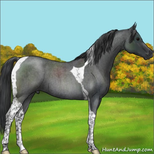 Horse Color:Blue Roan Tobiano 