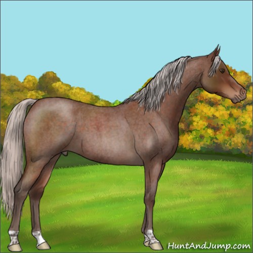 Horse Color:Silver Brown Roan 