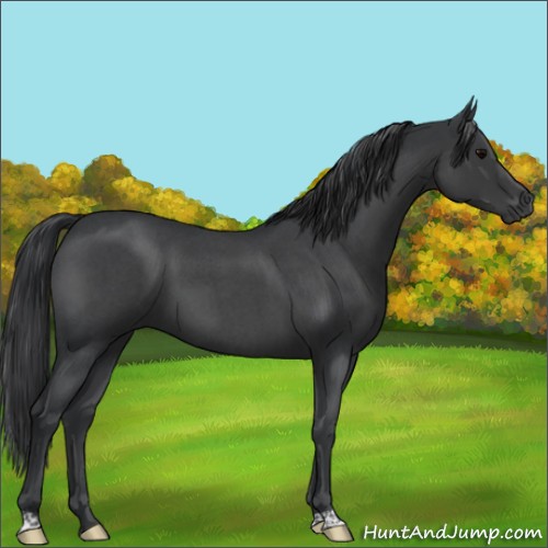 Horse Color:Blue Roan 
