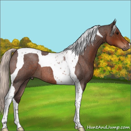 Horse Color:Silver Brown Roan Tobiano 
