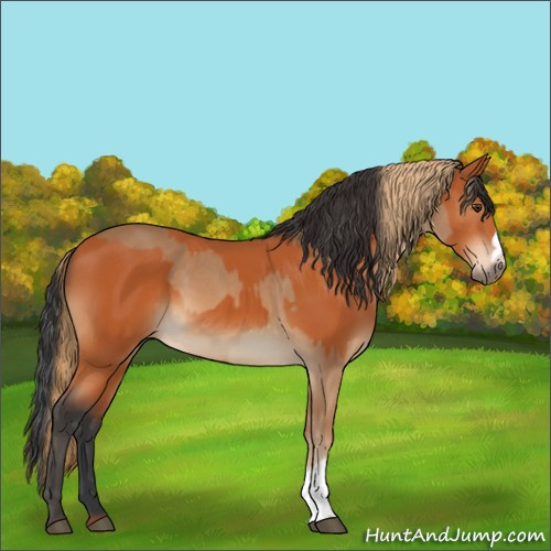 Horse Color:Chestnut  and Bay 