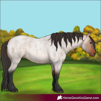 Horse Color:Bay Roan Dun 