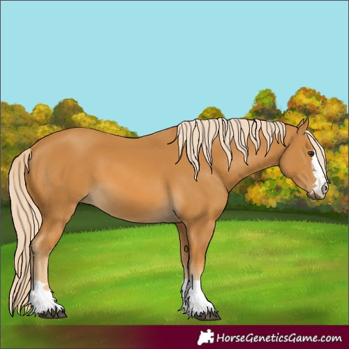Horse Color:Palomino