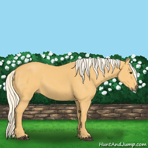Horse Color:Palomino