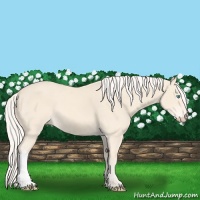 Horse Color:Cremello 