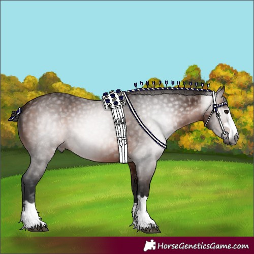 Horse Color:Gray Bay 