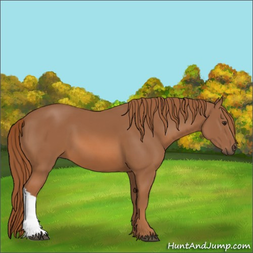 Horse Color:Chestnut 