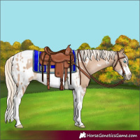 Horse Color:Chocolate Palomino Pearl Tobiano Frame  and Chocolate Palomino Pearl Tobiano Frame 